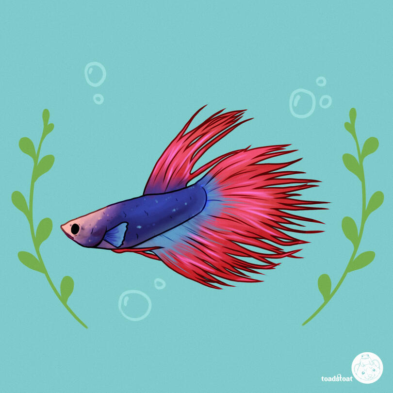 betta3
