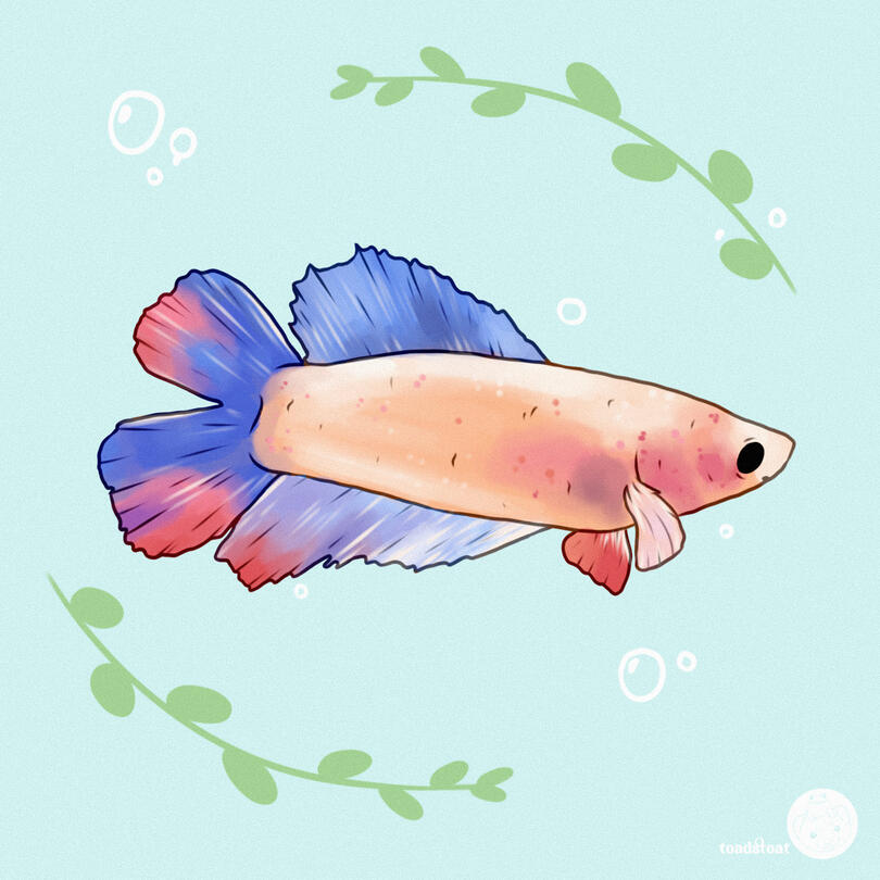 betta1
