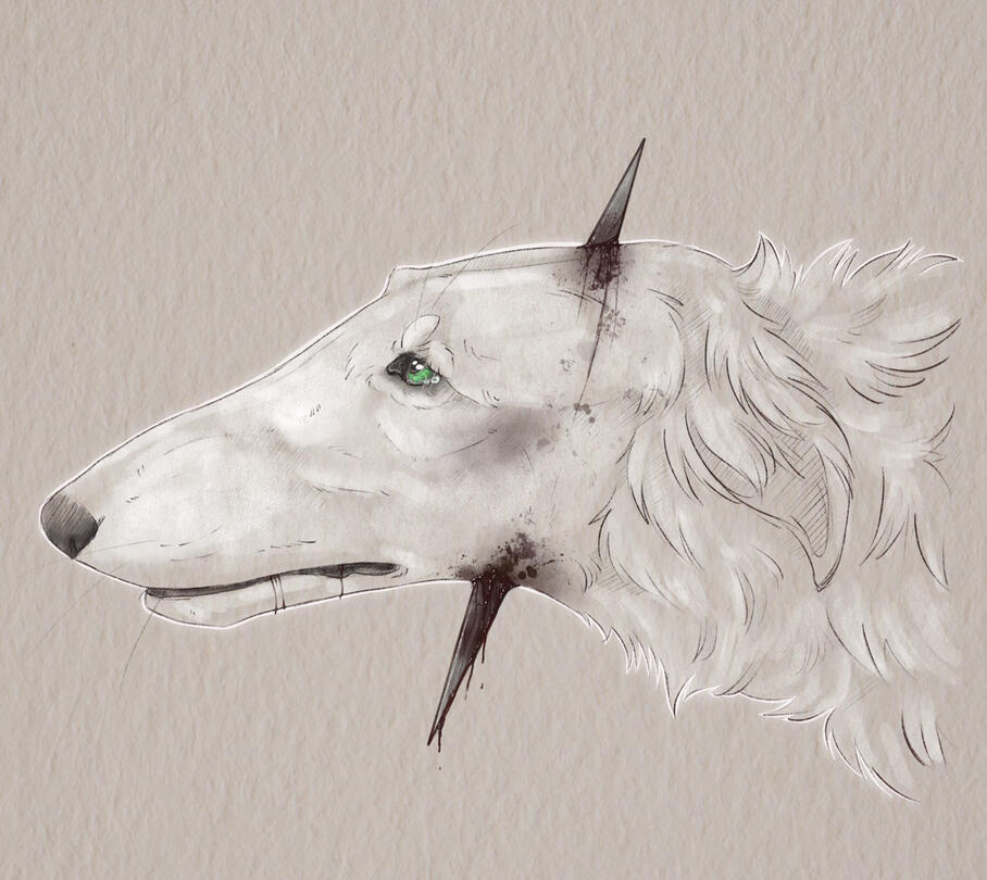 Borzoi