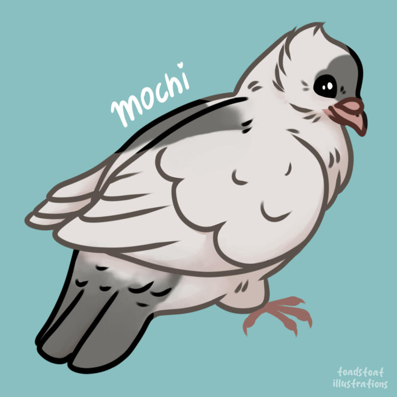 Mochi pidge