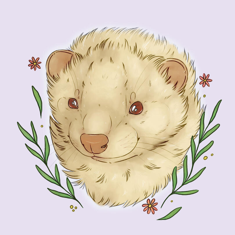 Ferret portrait