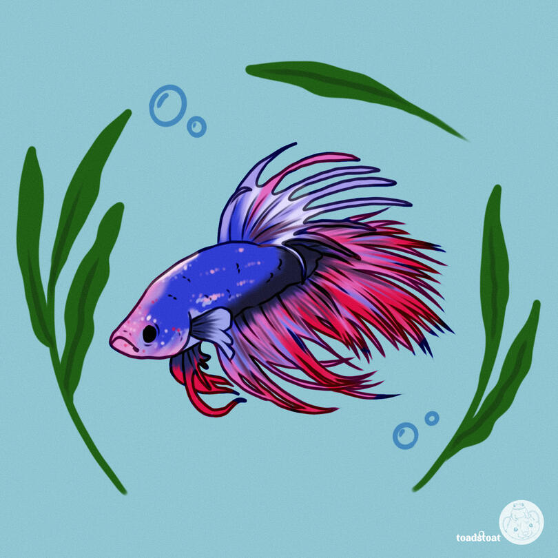 betta2