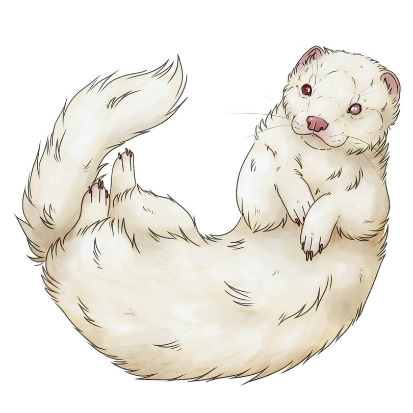 Ferret logo design